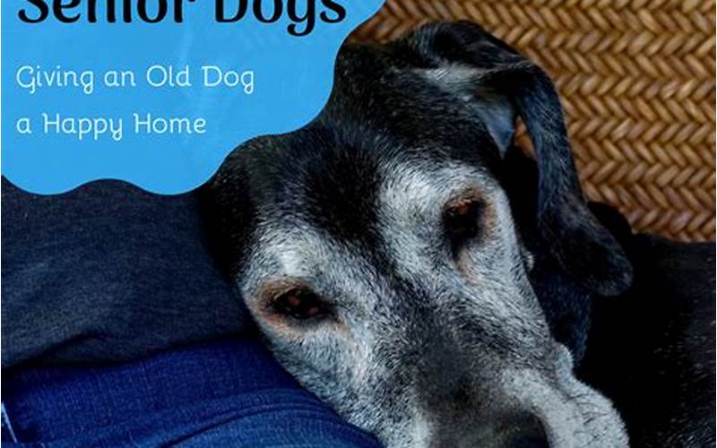 The Benefits Of Adopting An Older Pet For Your Home