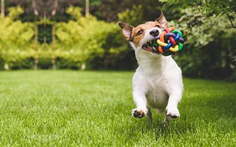 The Benefits Of Pet Toys