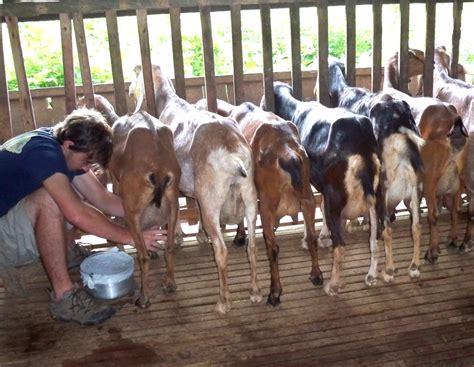 THE GOATARY Dumaguete's World Class Sustainable Goat Dairy Farm! • Our
