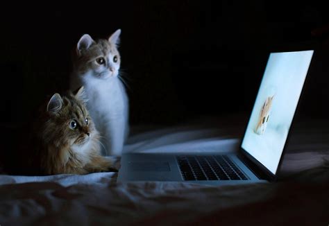 The Benefits of Wallpaper HD Laptop Cat