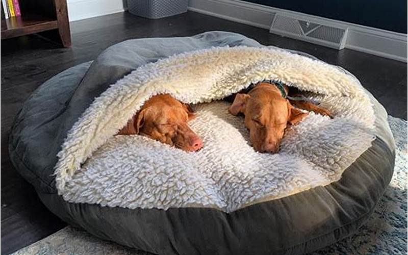 The Best Pet Beds For A Cozy Home