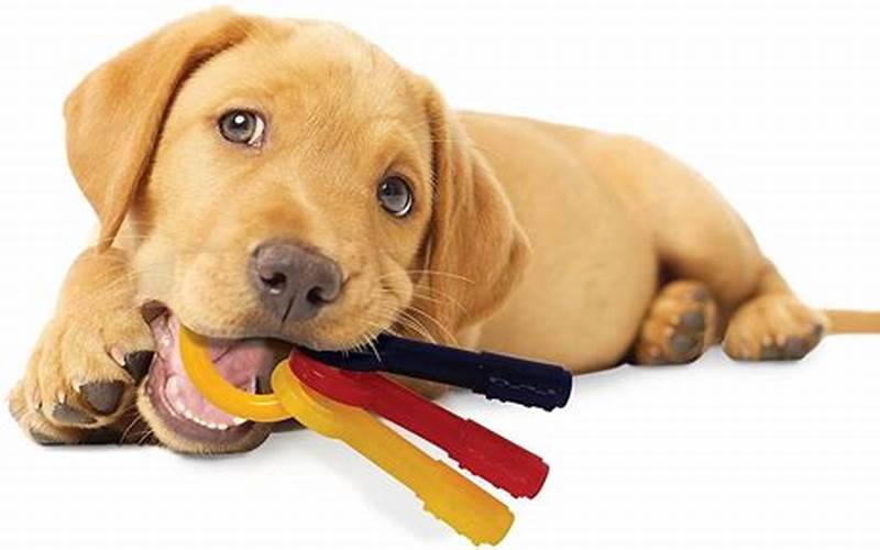 The Best Pet Toys To Keep Your Home Tidy 