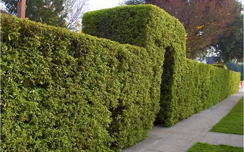 The Best Shrub For Privacy Fence: A Comprehensive Guide