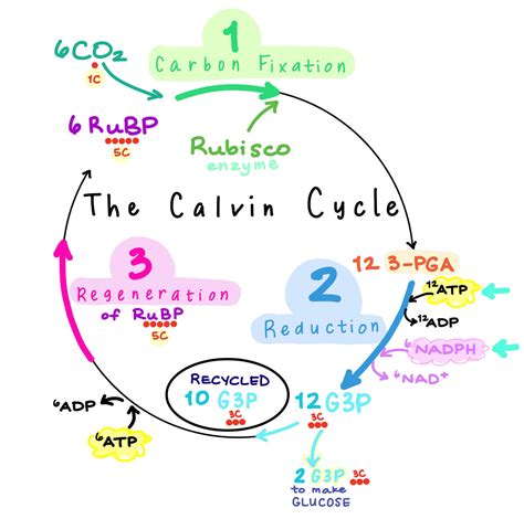 Calvin Cycle Diagram exatin.info