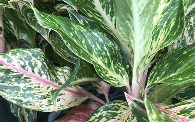 The Chinese Evergreen: A Popular Houseplant For Good Reason