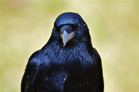 The Color of Ravens' Beaks and Feet 