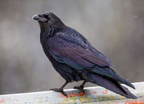 The Color of Ravens' Tail Feathers 
