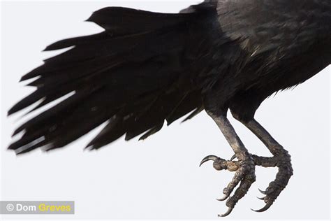 The Color of Ravens' Talons 