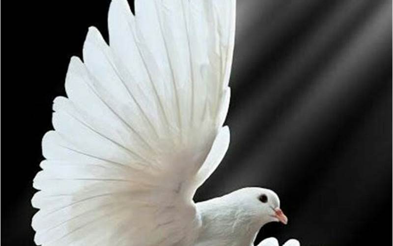 The Dove: Peace And The Holy Spirit