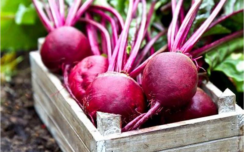 The Earthy Root Vegetable: Beets
