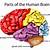 The Human Brain Diagram For Kids