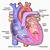 The Human Heart Diagram