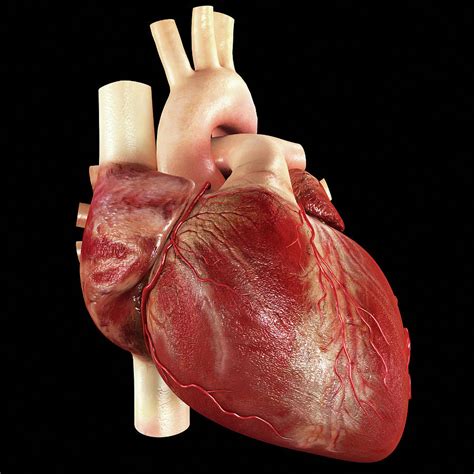 Real Human Heart Cliparts.co