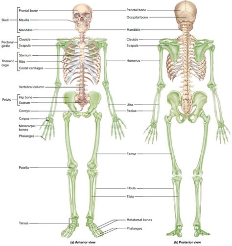 The Human Skeleton Labeled