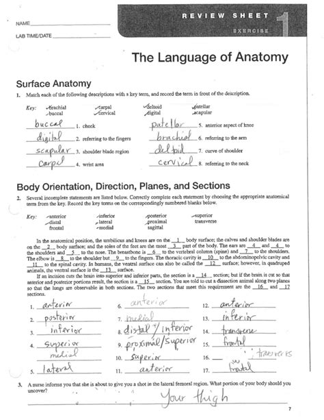 The Language Of Anatomy Worksheet Answer Key