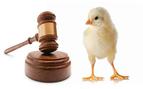 The Legal Implications Of Animal Rights And How Lawyers Can Help – 9