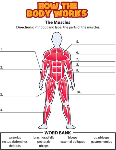 The Muscular System Worksheet