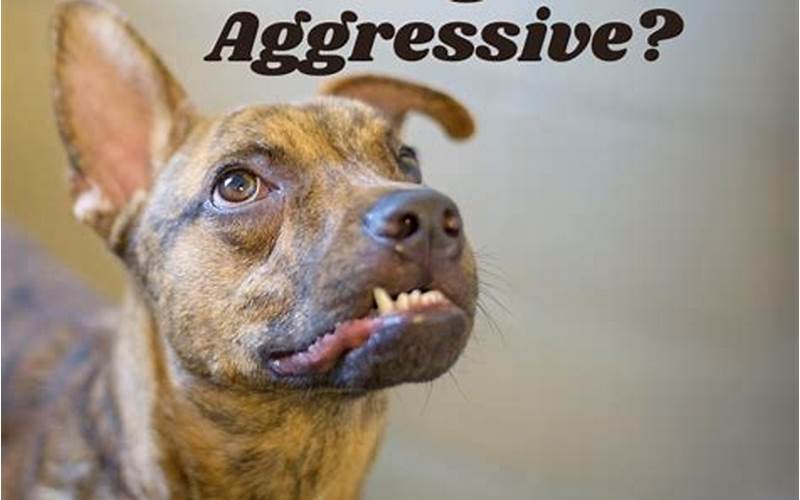 The Myth Of Brindle Dogs As Aggressive