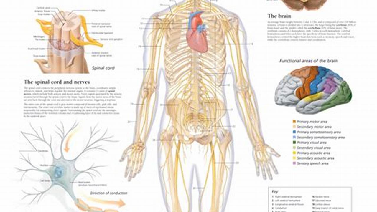 The Nervous System Is The Most Complex Body System !!, Images