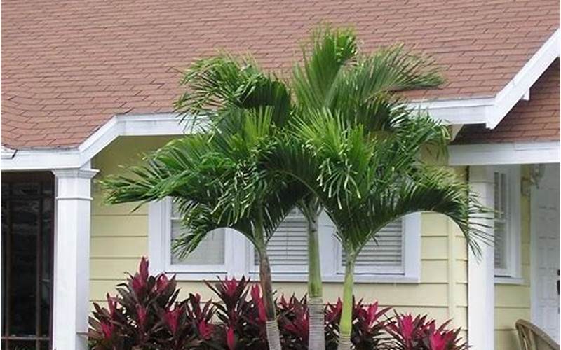 The Perfect Combination: The Palms Tree With Privacy Fence 🌴🔒