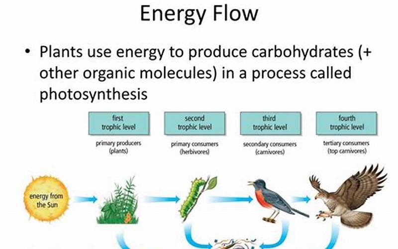 The Role Of Producers In Energy Flow