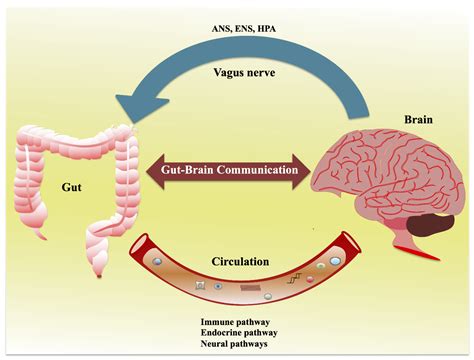 Mental Health and The Gut Interactions between Stressful & Traumatic