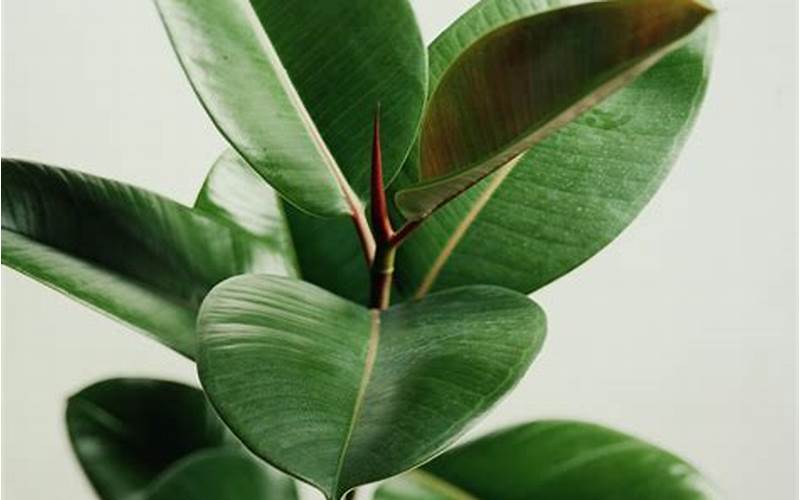 The Rubber Plant: An Elegant Addition To Any Home