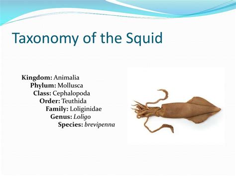 The Scientific Classification of Squids