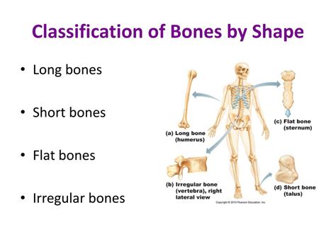 The Size of the Bones