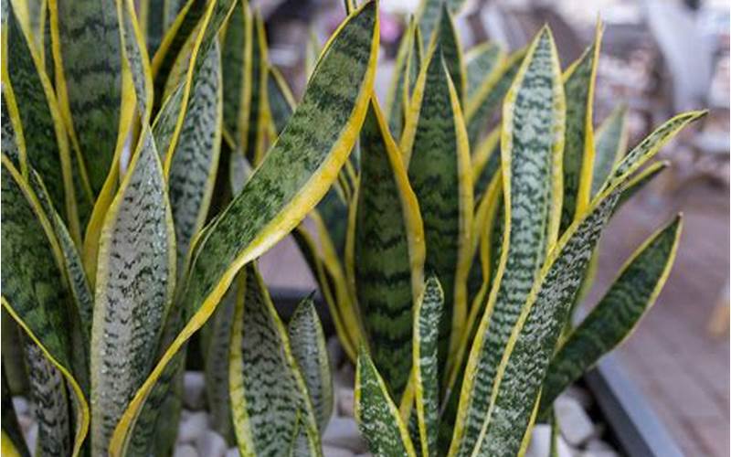 The Snake Plant: Your Low-Maintenance Companion