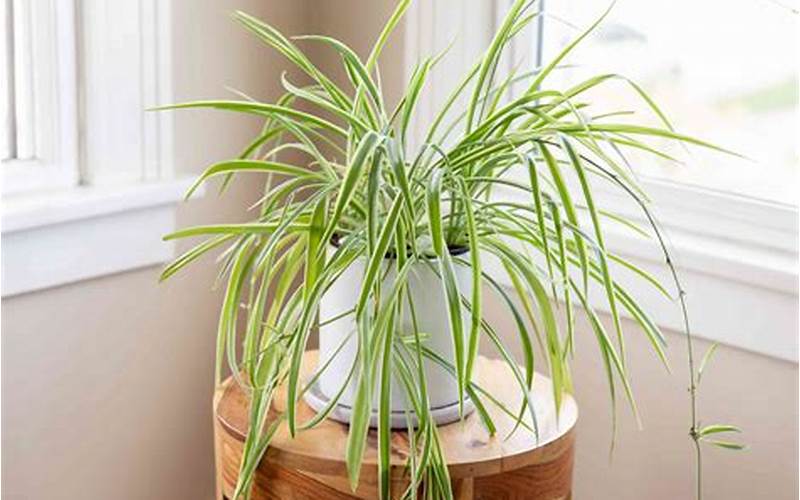 The Spider Plant: A Classic Houseplant