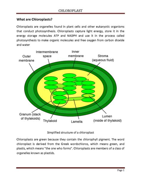 The Structure Of The Chloroplast Worksheet Answers