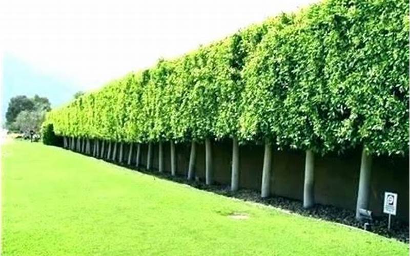 The Ultimate Guide To Juniper Tree Privacy Fence: Advantages, Disadvantages, And Faqs