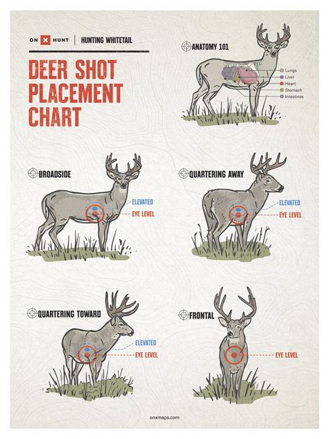 Proper Shot Placement 101 — The Hunting page
