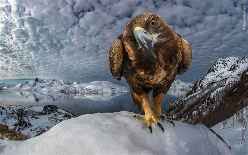 The Wildlife Photographer Of The Year Competition