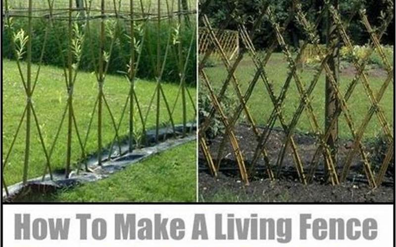 The Willow Tree Privacy Fence: A Comprehensive Guide