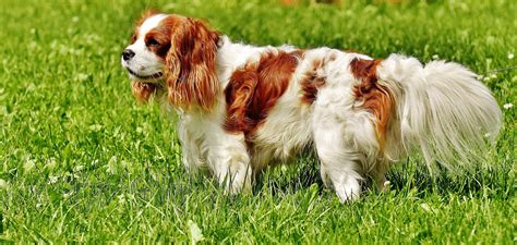 Top 10 Best Dog Breeds to Own With Family and Kids HubPages
