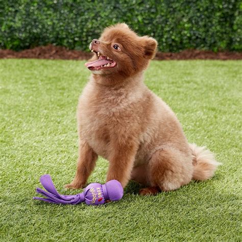 15 Best Interactive Dog Toys [Toys to Keep Your Dog Busy!]