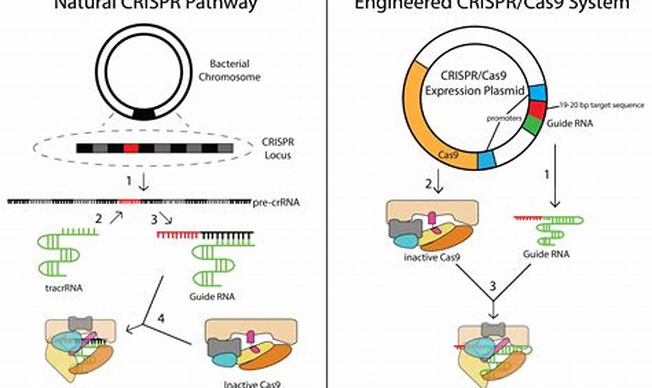 The potential of CRISPR technology in gene editing