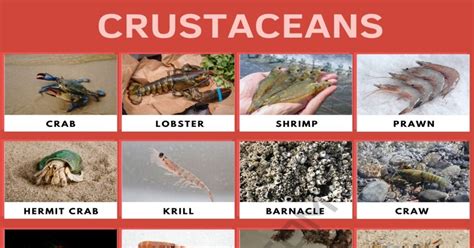 The 99 Most Popular Crustaceans of All Time