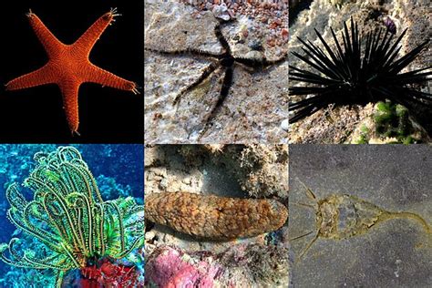 The 99 Most Popular Echinoderms of All Time