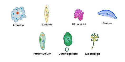 The 99 Most Popular Protists of All Time