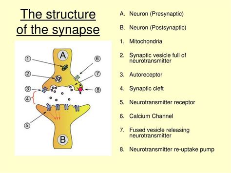 The Anatomy Of A Synapse Worksheet