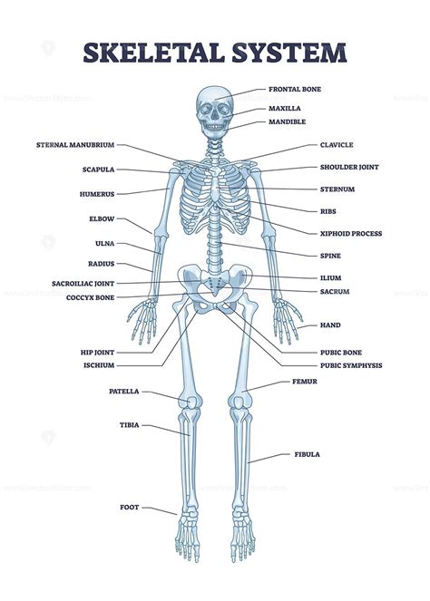The Anatomy of the System