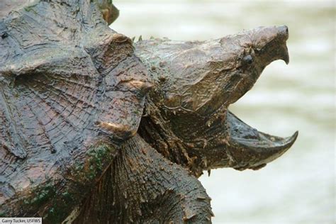 The Apex Predator Alligator Snapping Turtle Size