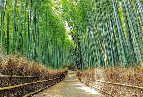 The Bamboo