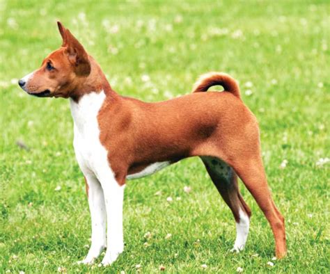 African Basenji Dog Temperament & Info Barkless Dog Breeds The