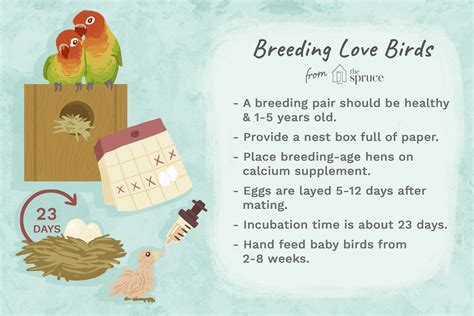 The Basics of Breeding and Hatching