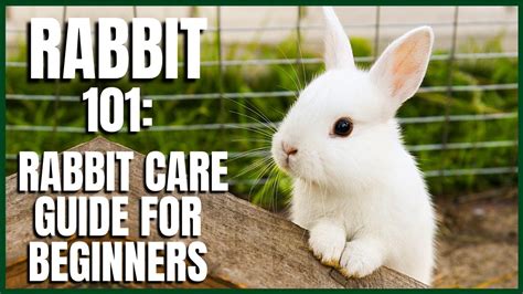 The Basics of Rabbit Care 