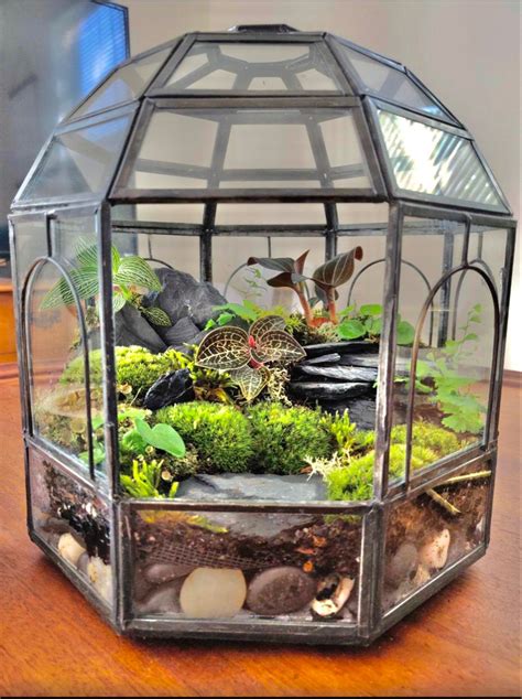 The Beauty and Benefits of Large Glass Metal Dome Terrariums